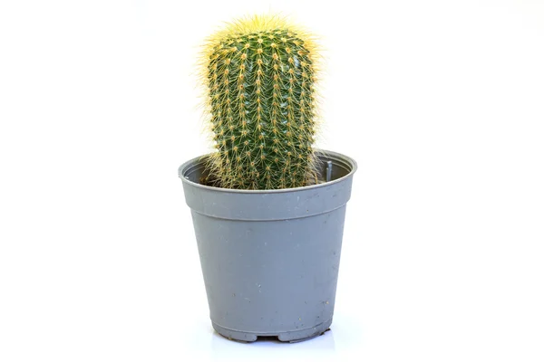 Cactus aislado sobre fondo blanco — Foto de Stock