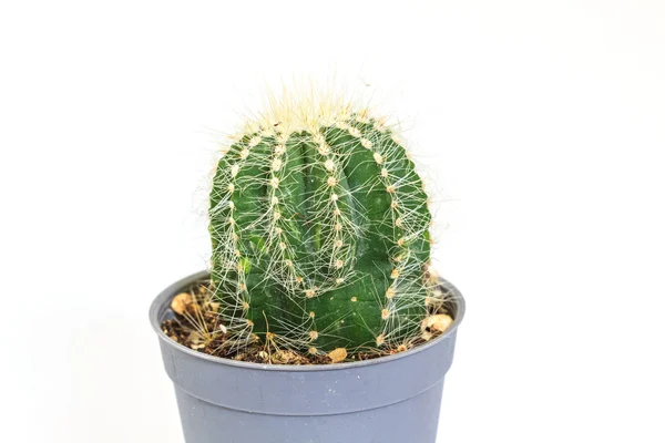 Cactus geïsoleerd op witte achtergrond — Stockfoto