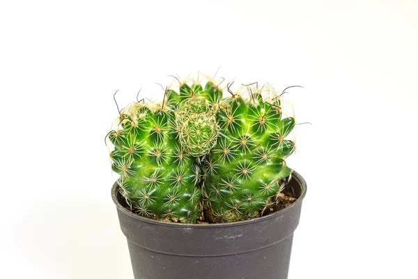 Cactus geïsoleerd op witte achtergrond — Stockfoto