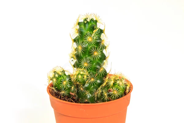 Cactus aislado sobre fondo blanco — Foto de Stock