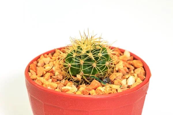 Cactus geïsoleerd op witte achtergrond — Stockfoto