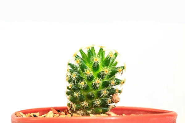 Cactus aislado sobre fondo blanco —  Fotos de Stock