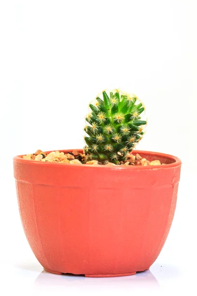 Kaktus isoliert auf weißem Hintergrund — Stockfoto