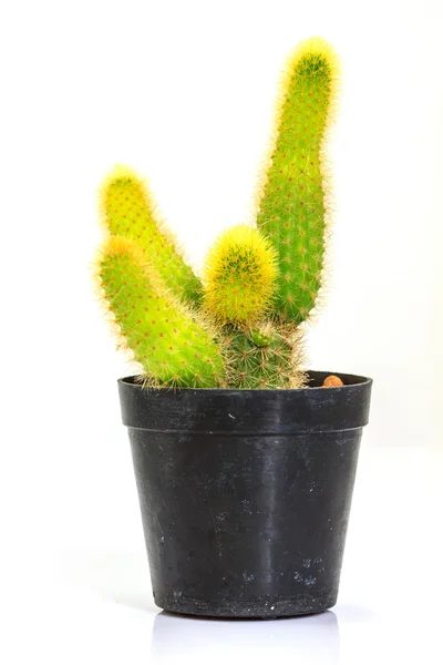 Cactus isolé sur fond blanc — Photo