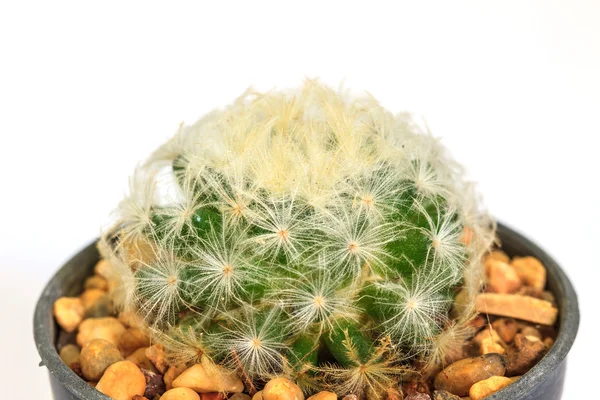 Cactus geïsoleerd op witte achtergrond — Stockfoto