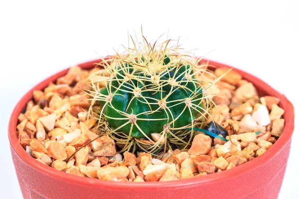 Cactus geïsoleerd op witte achtergrond — Stockfoto