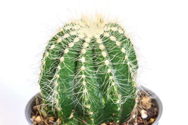 Cactus geïsoleerd op witte achtergrond — Stockfoto