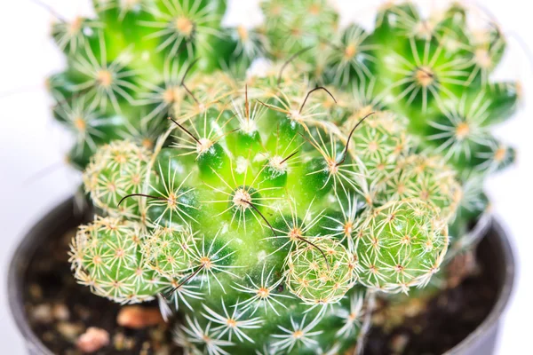 Cactus aislado sobre fondo blanco — Foto de Stock