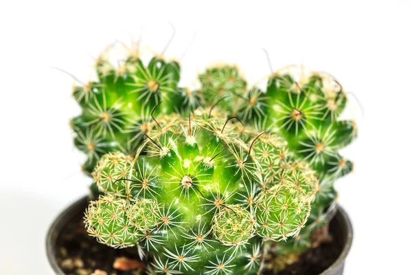 Cactus geïsoleerd op witte achtergrond — Stockfoto