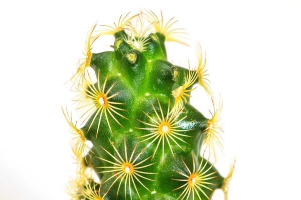 Cactus aislado sobre fondo blanco — Foto de Stock