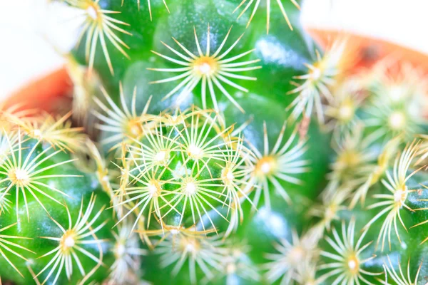 Cactus aislado sobre fondo blanco —  Fotos de Stock