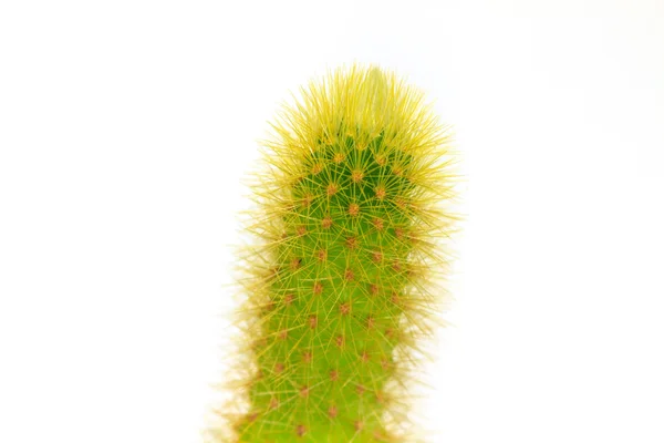 Cactus aislado sobre fondo blanco —  Fotos de Stock