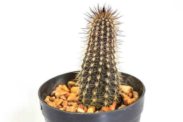 Cactus aislado sobre fondo blanco — Foto de Stock