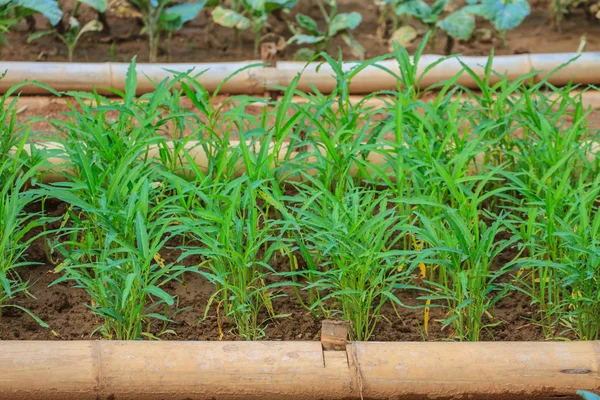 Salad and vegetable cultivation — Stock Photo, Image