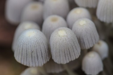 Ormanda yaşamak bir ağaç üzerinde büyüyen mantar