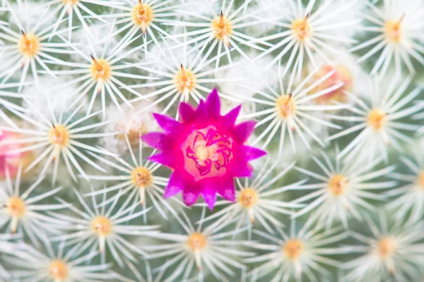 Närbild på kaktus blomma — Stockfoto