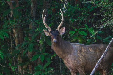 sambar geyiği ormanda