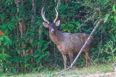 sambar geyiği ormanda