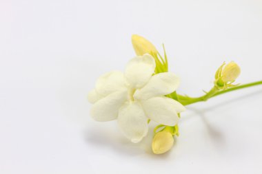 uo beyaz Yasemin kapatın