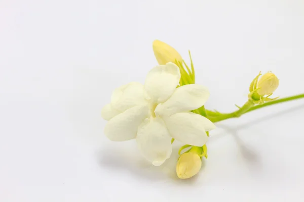 Close uo white jasmine — Stock Photo, Image