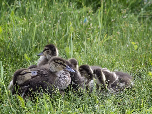 Een groep van kuikens op het gras — Stockfoto