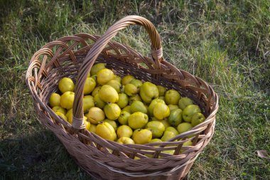 Olgunlaşmış meyve Japonca Ayva (chaenomeles japonica) - bulunmaktadır 