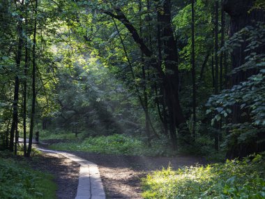 Ormanda güneşli bir gün