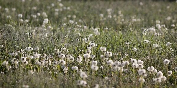 早朝の花のフィールド。白いタンポポ. — ストック写真