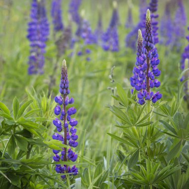 Çiçek mavi lupines yakın çekim