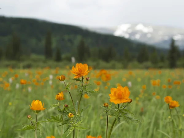 Orange globe-flower (lat. Trollius) — Stock Photo, Image