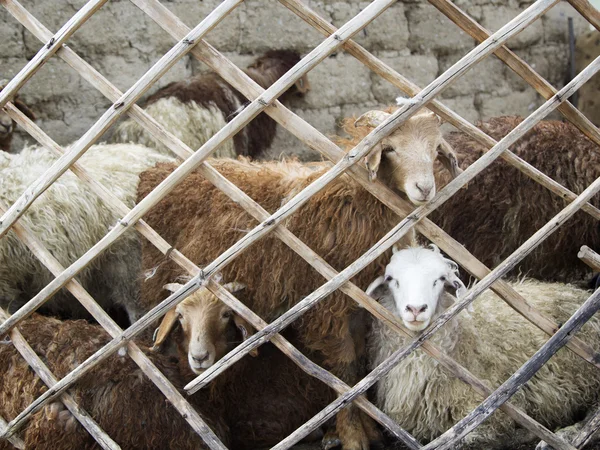 Домашние овцы смотрят через забор — стоковое фото