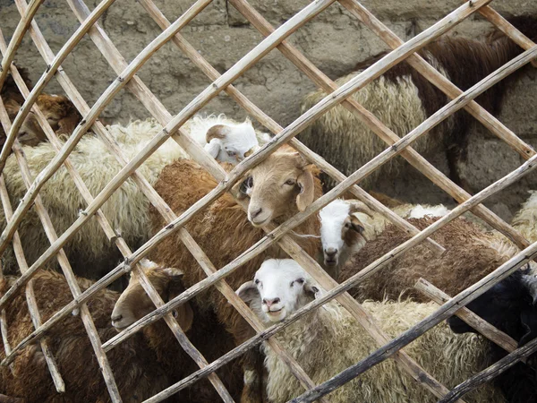 Pecore domestiche che guardano attraverso un recinto — Foto Stock