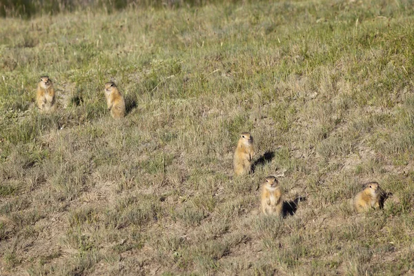 En familj av gophers i gräset — Stockfoto