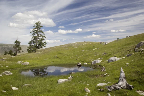 Landscape with a small lake and larch. Mongolia. — Stock Photo, Image