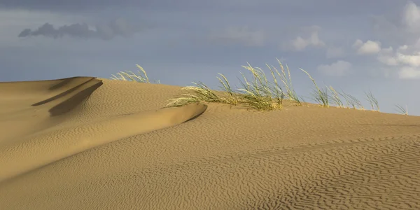 Dunas de arena. Desierto de Gobi, Mongolia . —  Fotos de Stock
