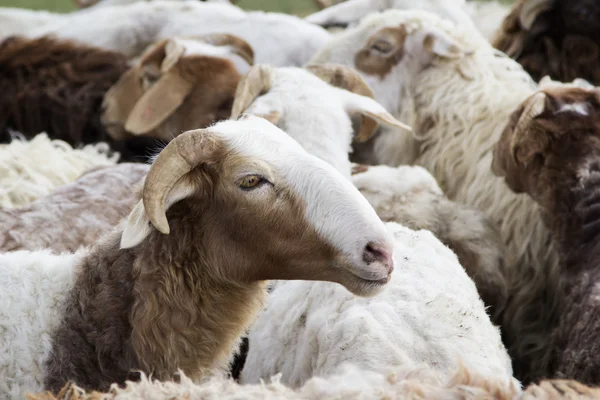 Un troupeau de moutons dans le paddock — Photo