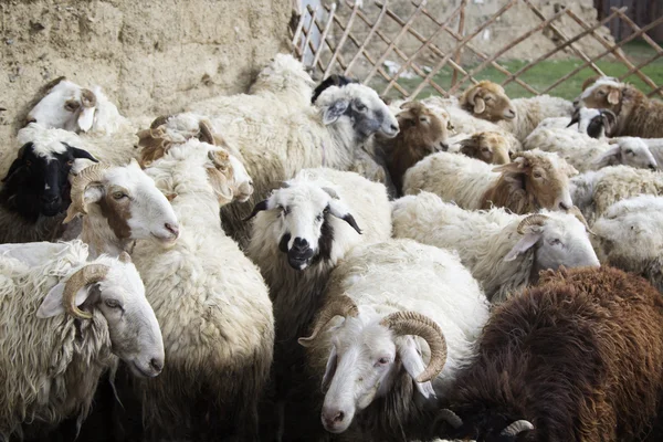 Een kudde schapen in de schaapskooi — Stockfoto