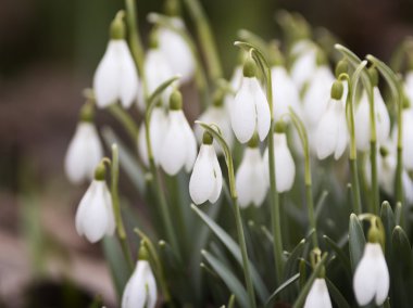 Kardelen veya Galanthus Çiçeklenme erken bahar 