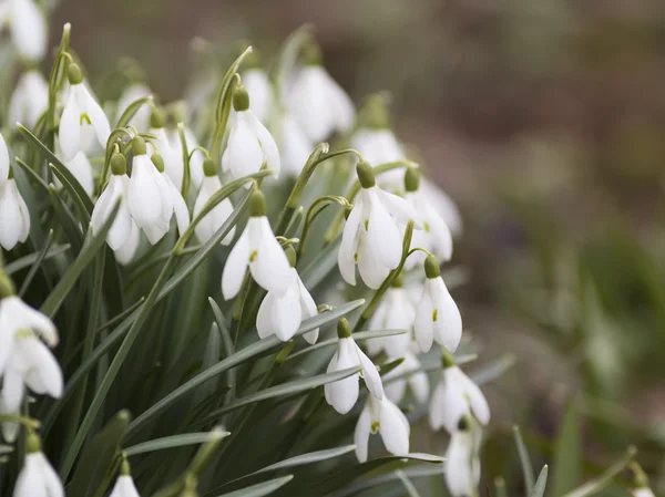 Snowdrop or Galanthus flowering in early spring — Stock Photo, Image