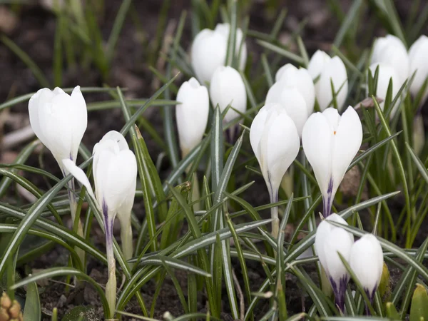 白い花のクロッカスのグループ — ストック写真