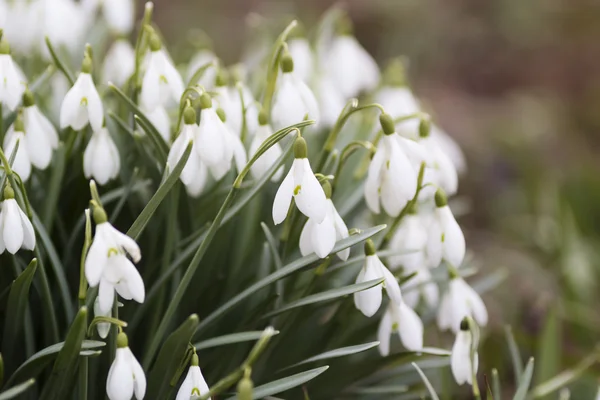 Snowdrop or Galanthus flowering in early spring — Stock Photo, Image