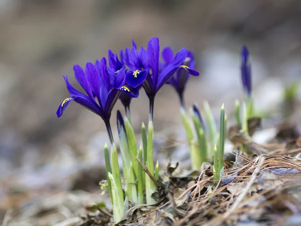 Small blue irises blossoming in early spring — Stock Photo, Image