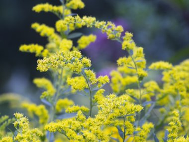 Güzel sarı çiçekler - solidago virgaurea
