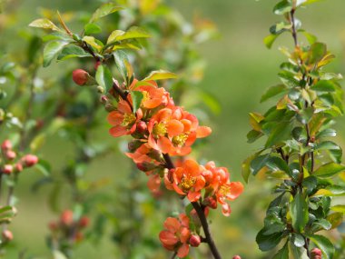 Bahar bahçesinde çiçek açan Japon aygırı