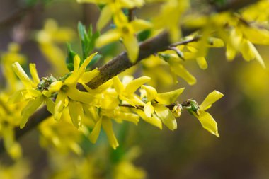 Baharın erken saatlerinde, parlak bir çicek açması..