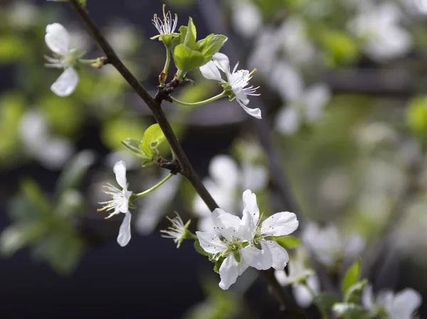 Cherry Branch Spring Flowering — Stock Photo, Image