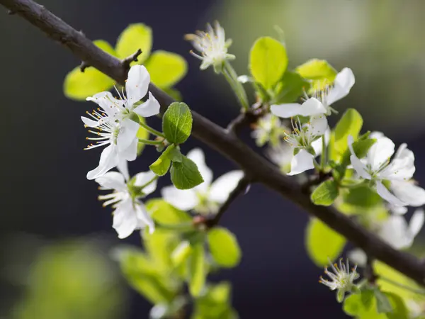 Cherry Branch Spring Flowering — Stock Photo, Image