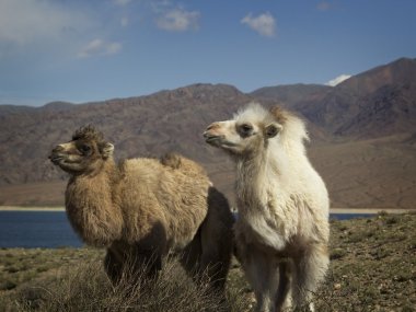 İki bebek deve, Kırgızistan, chui Vadisi