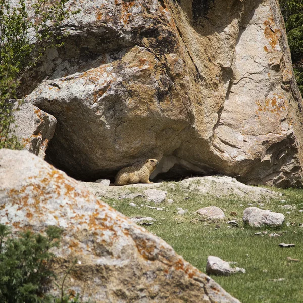 Ett murmeldjur bland stenarna — Stockfoto