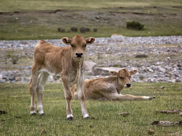 Two calves in the pasture — Stock Photo, Image